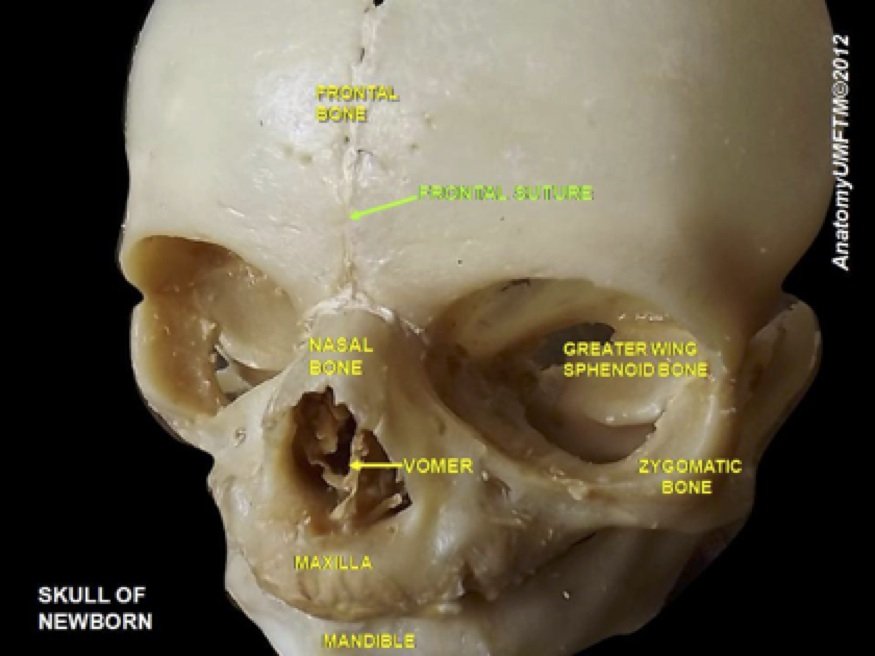 Tale of the Taung Child Collapses | Answers in Genesis