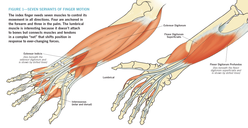 Image result for muscles in your fingers