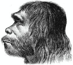 Homo sapiens neandertalis