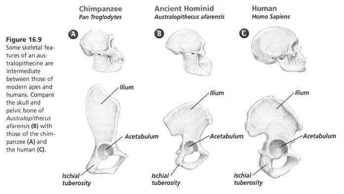 Human evolution essay gorilla and chimpanzee