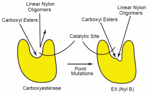 Genes For Nylon Oligomer Degradation 83