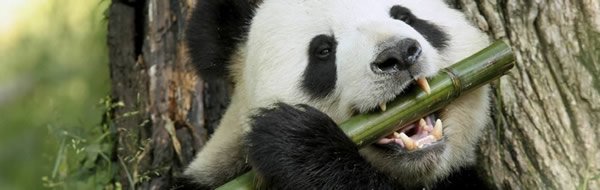 Giant Panda's Vegetarian Plight: An Evolutionary Dilemma?