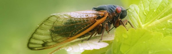 Periodical Cicadas—Synchronized Swarming